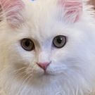 モトダイチョー